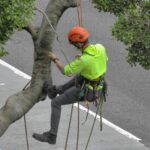 Tree Service Guide