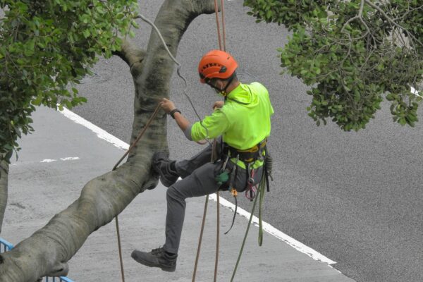 Tree Service Guide: Expert Care to Keep Your Trees Healthy, Safe, and Beautiful Tree Service Guide