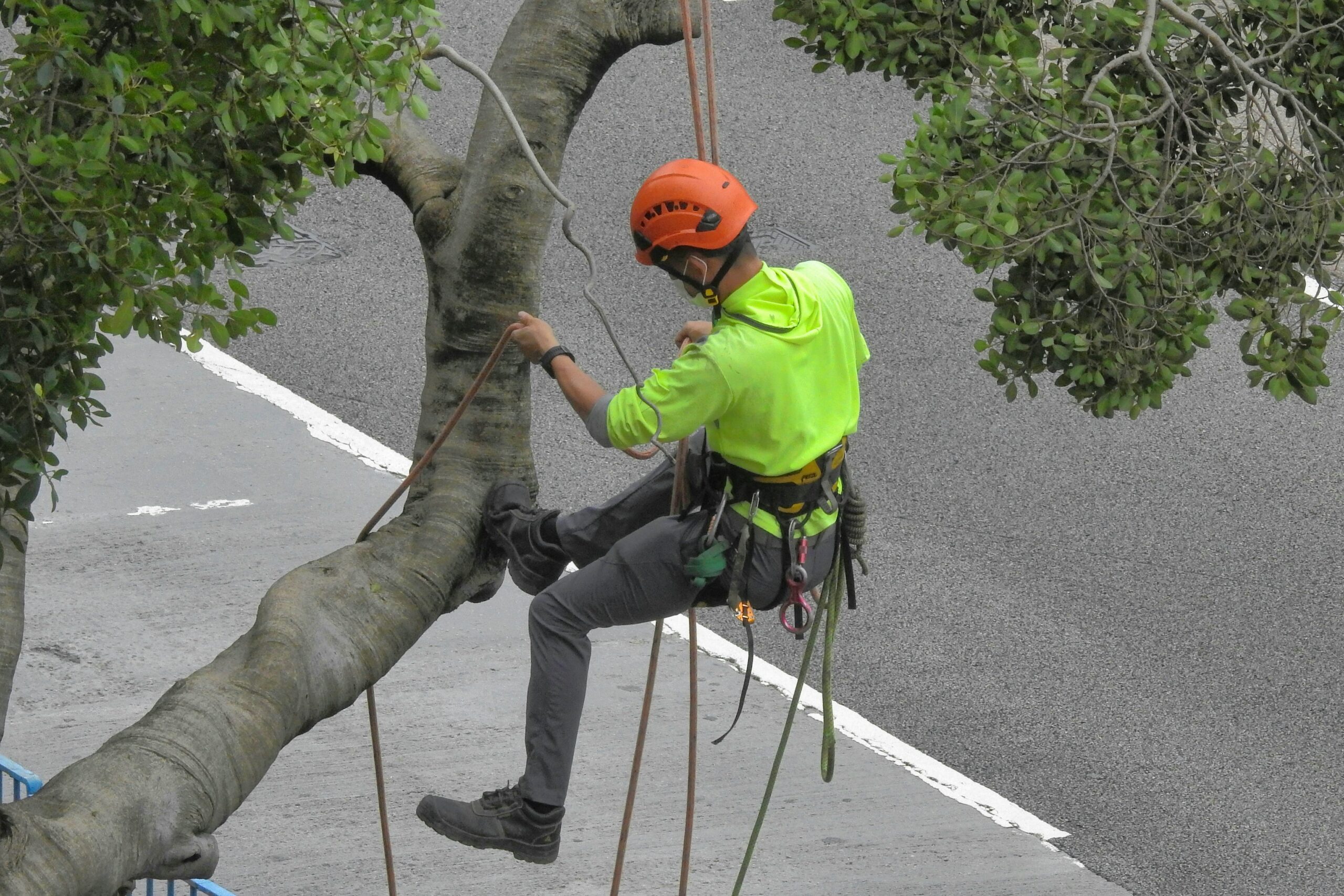 Tree Service Guide